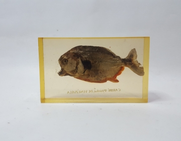  Figura Caribe (piranha) De Venezuela Cod 32520