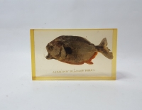  Figura Caribe (piranha) De Venezuela Cod 32520